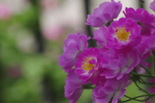 蔷薇花什么时候开花?蔷薇花该怎么养护?