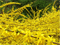 怎么区分连翘和迎春花?教你几招轻松区分连翘和迎春花！