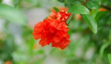 石榴花养殖方法介绍！这样养让你的石榴花充满生机!