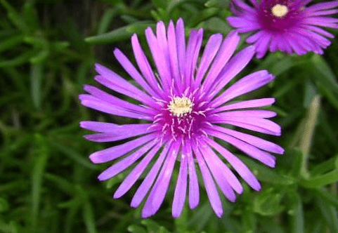 松叶菊花语 松叶菊的花语比花还要美 花草百科网