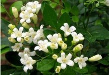 七里香花期是什么时候?该怎么样养七里香才能开花?