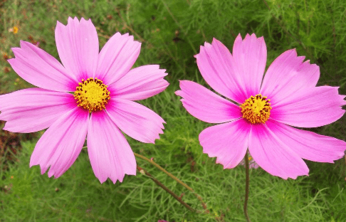 波斯菊的花語!波斯菊的美麗傳說!_花草百科網