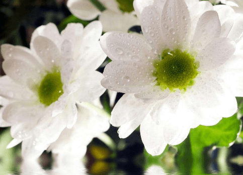 白菊花花语是什么 不同颜色菊花的花语有哪些不同 花草百科网