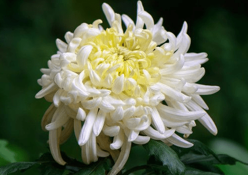 送白菊花是什么意思 白菊花象征着什么 花草百科网