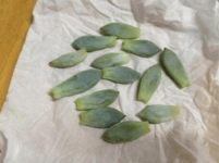 你还不会霜之朝叶插?一分钟了解霜之朝叶插方法！