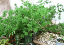 蓬莱松盆景制作方法！学会这4招教你做出漂亮的蓬莱松盆景！