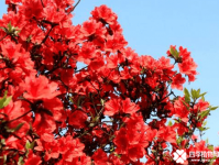 杜鹃花的花语是什么?原来杜鹃花的传说如此凄美!