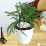 南洋杉适合屋里养吗？南洋杉在屋里怎么养？