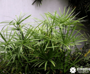 家里养水竹风水好吗？水竹摆放位置不同作用也不同哦！