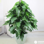 绿宝石怎么繁殖？绿宝石繁殖方法介绍！