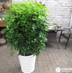鸭脚木适合放在客厅吗？放在客厅对我们的生活有影响吗？