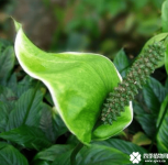 白掌花变绿了怎么办？这么做让“绿掌”变回“白掌”！