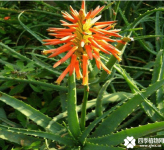 芦荟开花是好兆头吗？芦荟开花预示着什么？你知不知道呢？