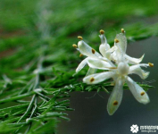 文竹开花预示着什么？是像有人说的那样是“凶兆”吗？