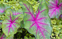花叶芋图片大全!花叶芋家族成员大赏!