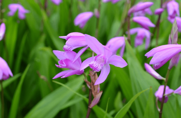 紫色白芨图片