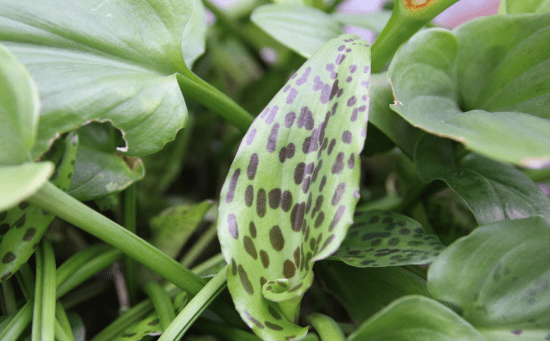 油点百合花色图片