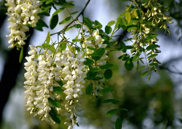 槐花圖片大全槐花高清圖片一覽