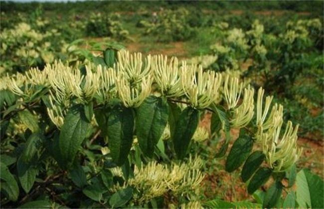 金银花 种植条件 生长环境