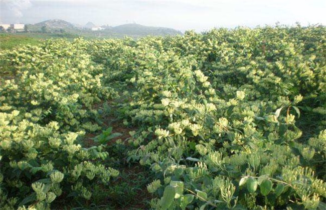 金银花 种植条件 生长环境