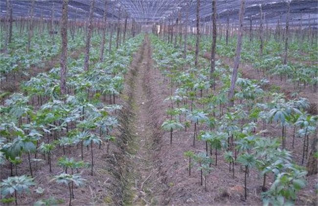 田七种植注意事项