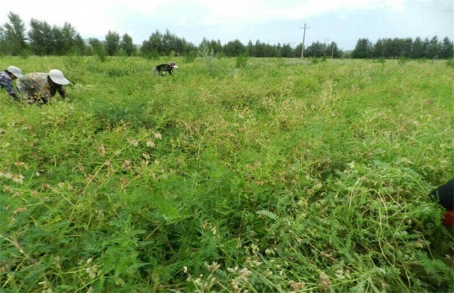 熟地黄 栽培 技术