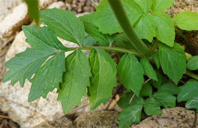 缬草的种植技术