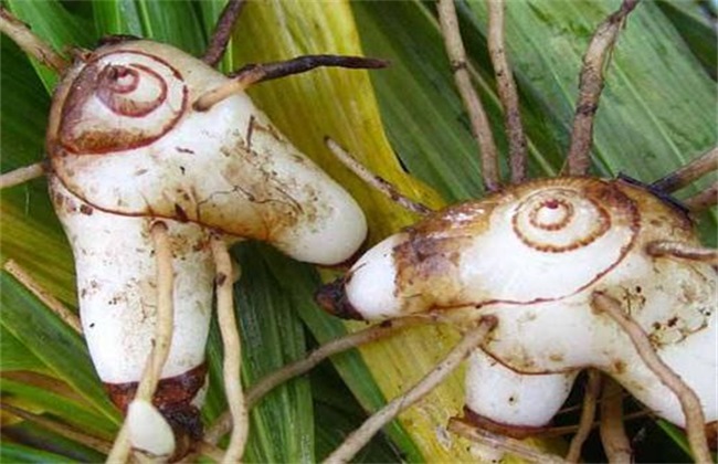 种植白芨常见问题