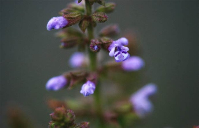 雪见草 种植 方法