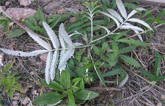 翻白草的种植技术