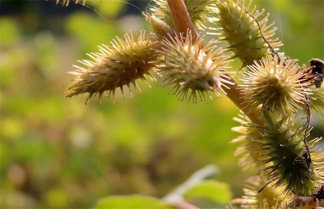 苍耳 种植 方法