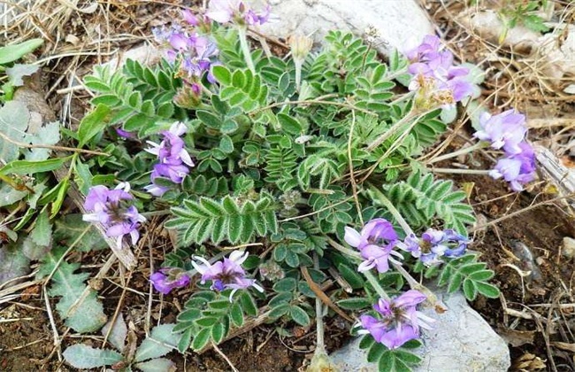 紫花地丁的种植方法