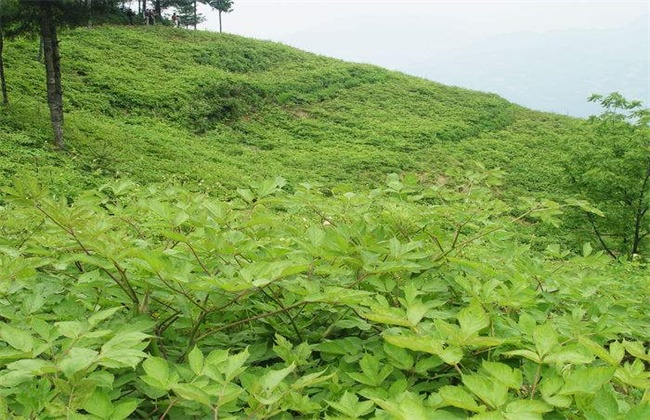 当归种植的注意事项