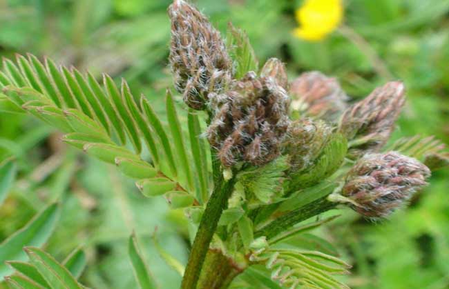 黄芪规范化种植技术