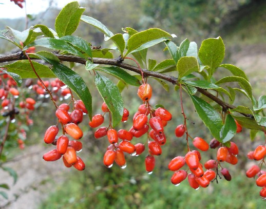 山茱萸