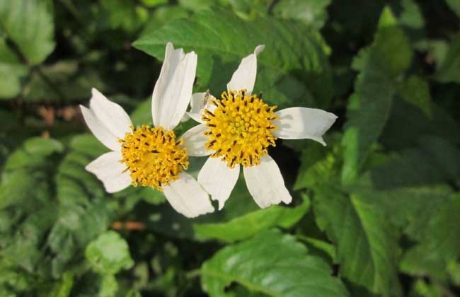 野菊花