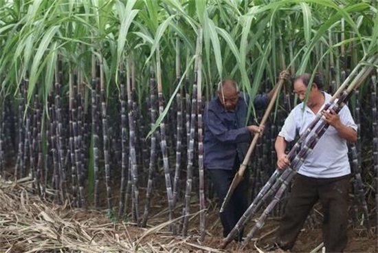 甘蔗的功效与作用，补气补血清洁口腔还能促进排便