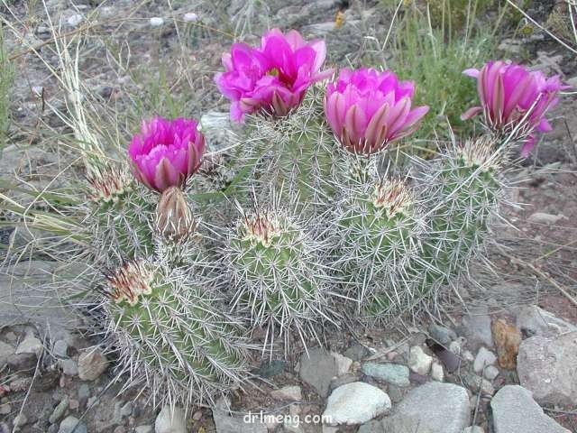 卫美玉 Echinocereus fendleri