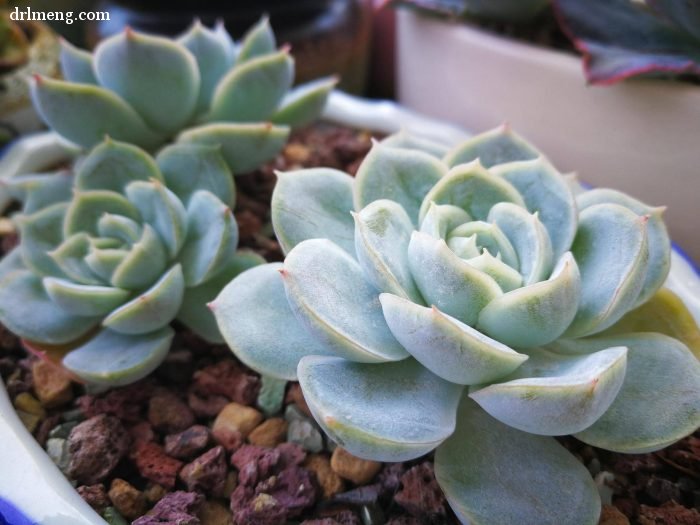 多肉植物夏天怎么遮阴控水通风_134158