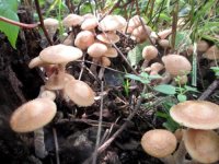 茶树菇和榛蘑是一样的吗？有什么区别？