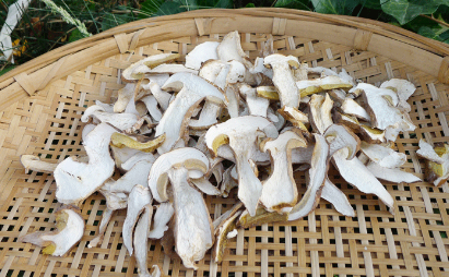 野生白牛肝菌有毒吗，如何避免食用牛肝菌中毒？