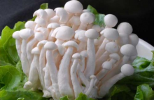 海鲜菇和白玉菇怎么区分